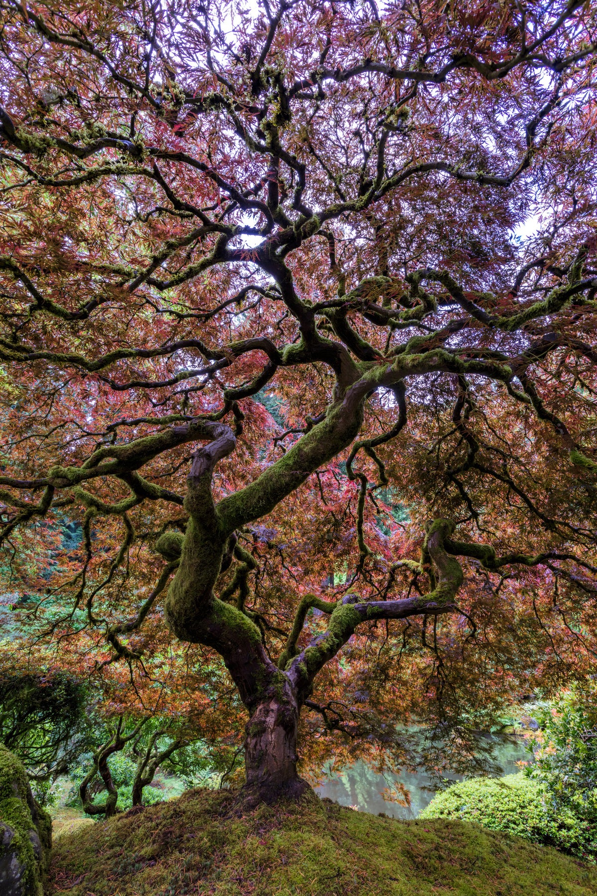 framedposter-print-japanese-maple-tree