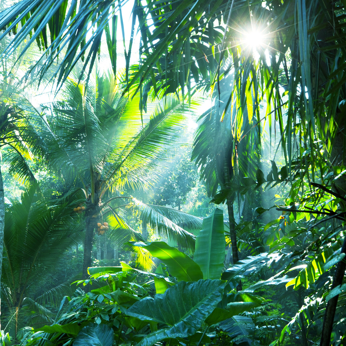 9-piece-aluminium-print-in-tropical-forest