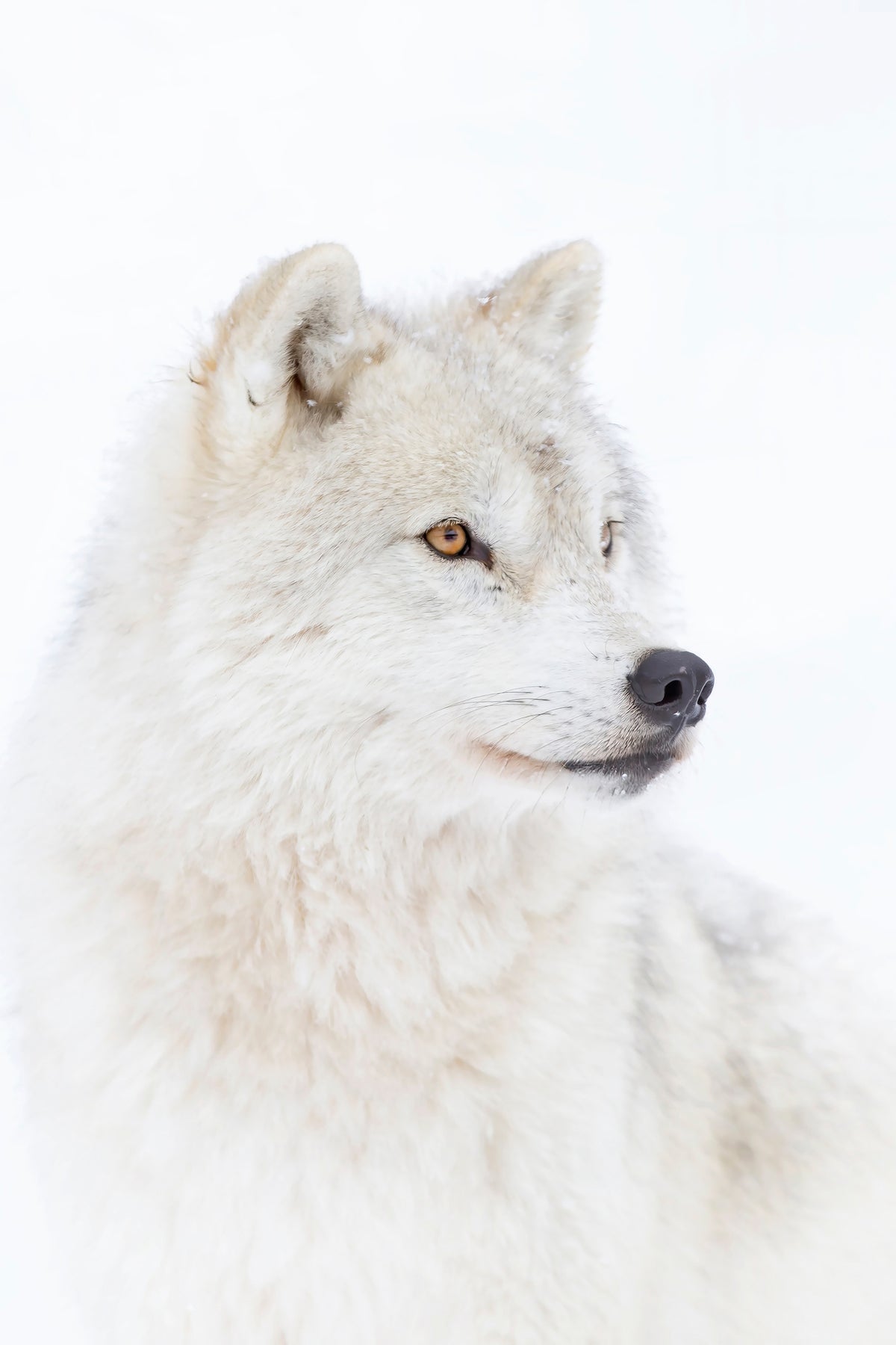 poster-print-portrait-of-an-arctic-wolf-x