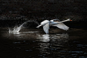 3-piece-canvas-print-flying-swan