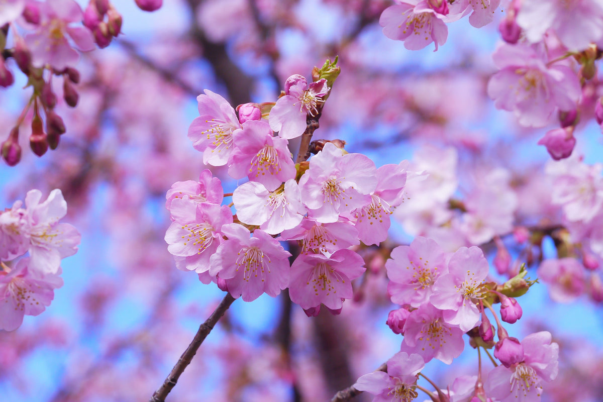 modern-3-piece-canvas-print-gorgeous-cherry-blossom
