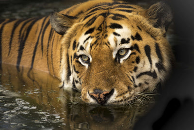 poster-print-tiger-in-the-water