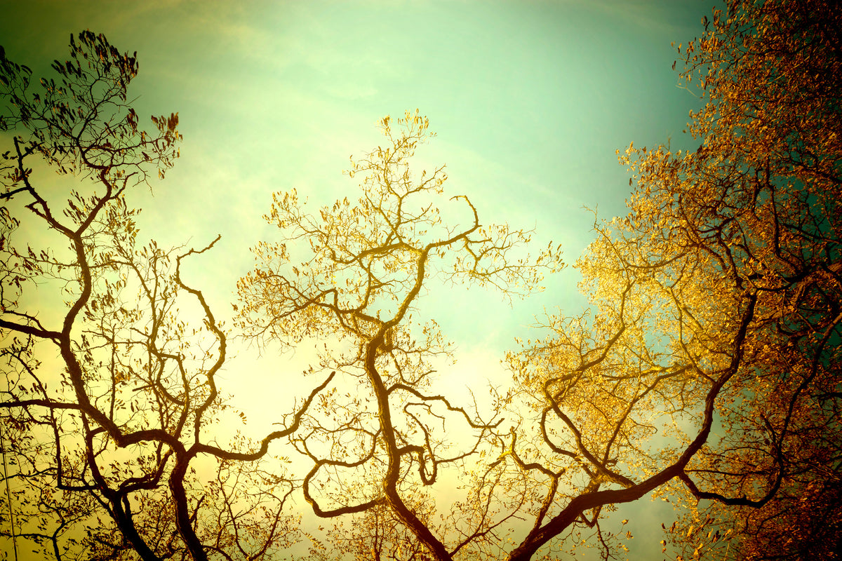 3-piece-canvas-print-autumn-trees-ii
