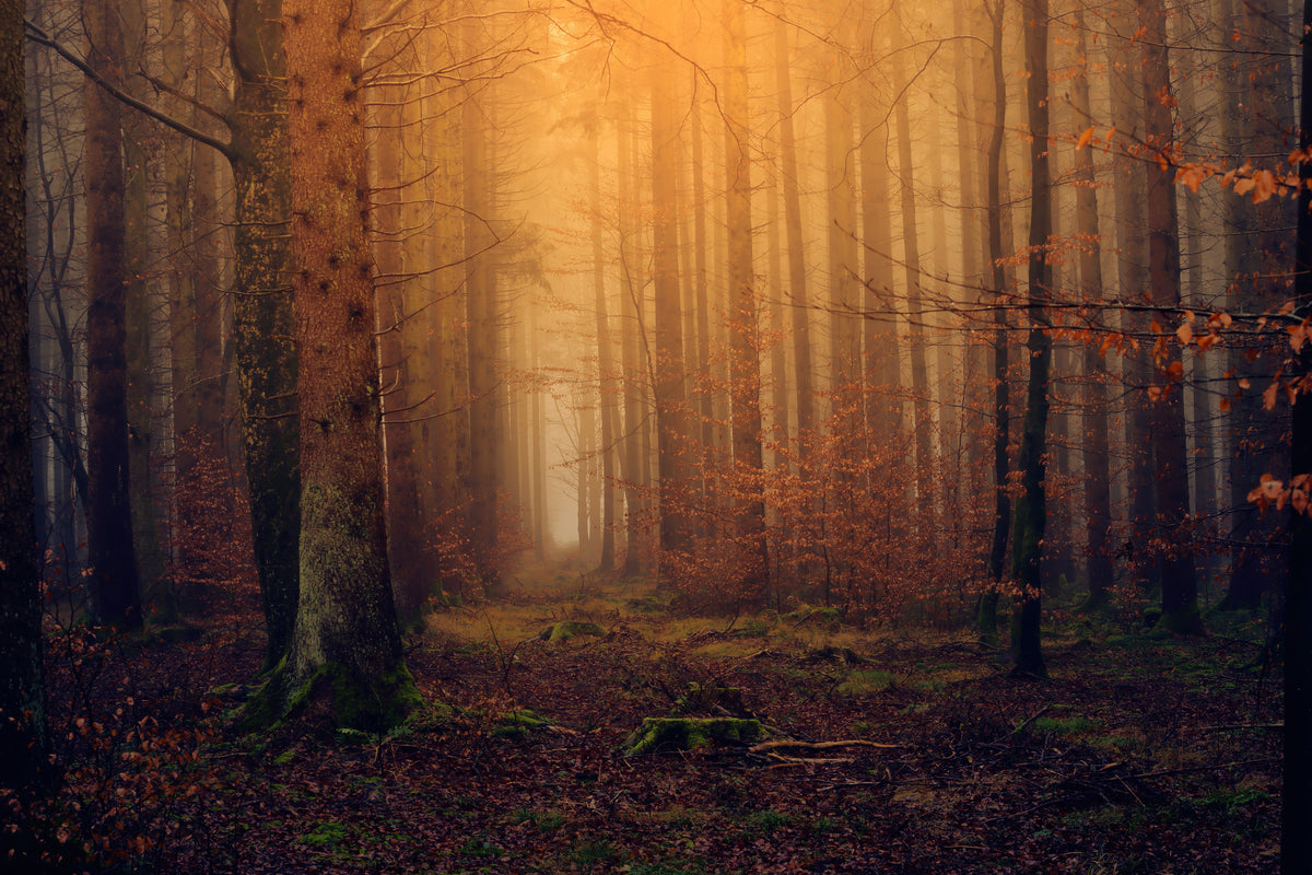 3-piece-canvas-print-mysterious-forest