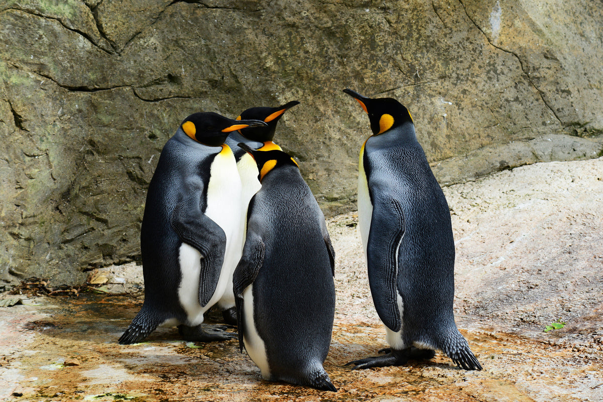aluminium-print-king-penguins
