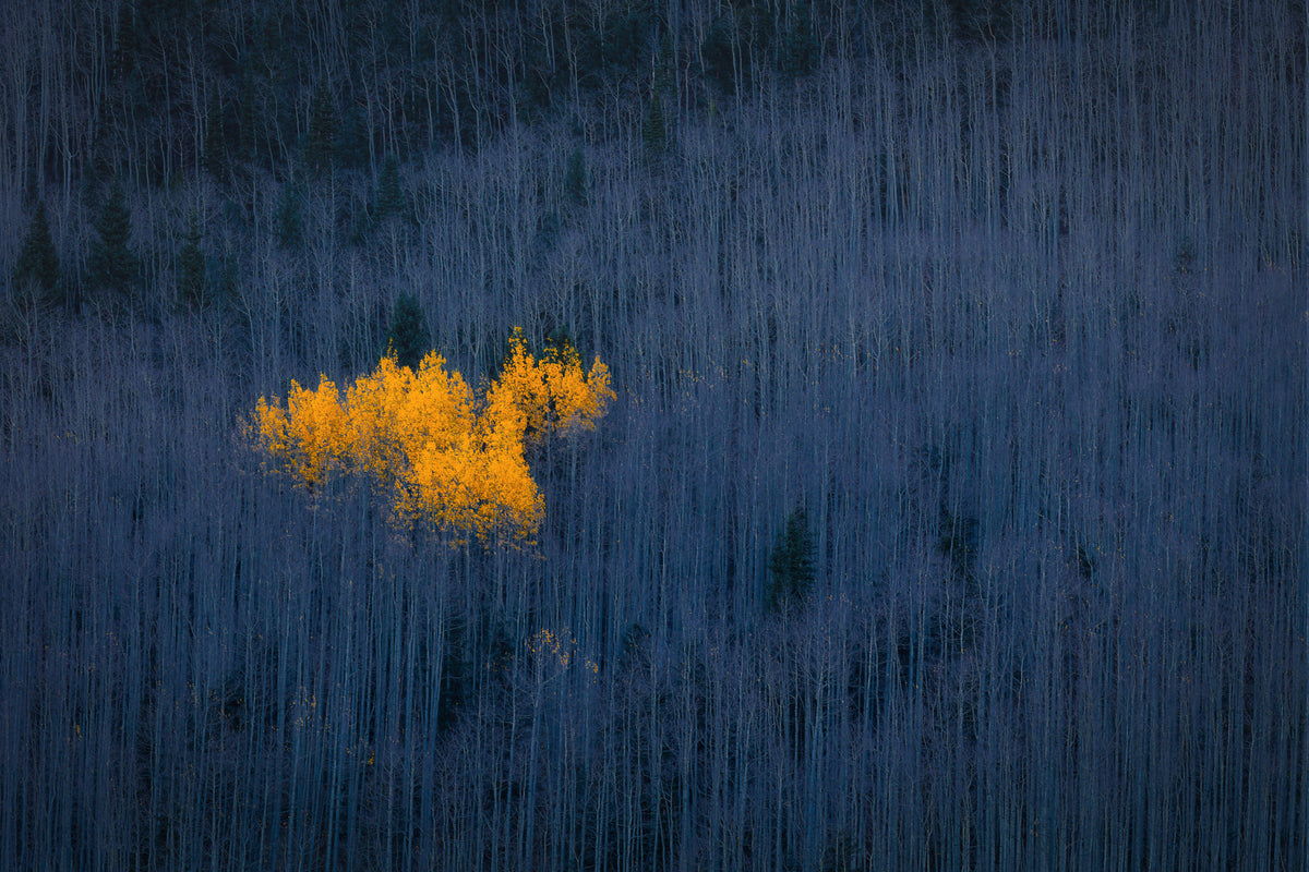 modern-3-piece-acrylic-print-heart-of-aspens