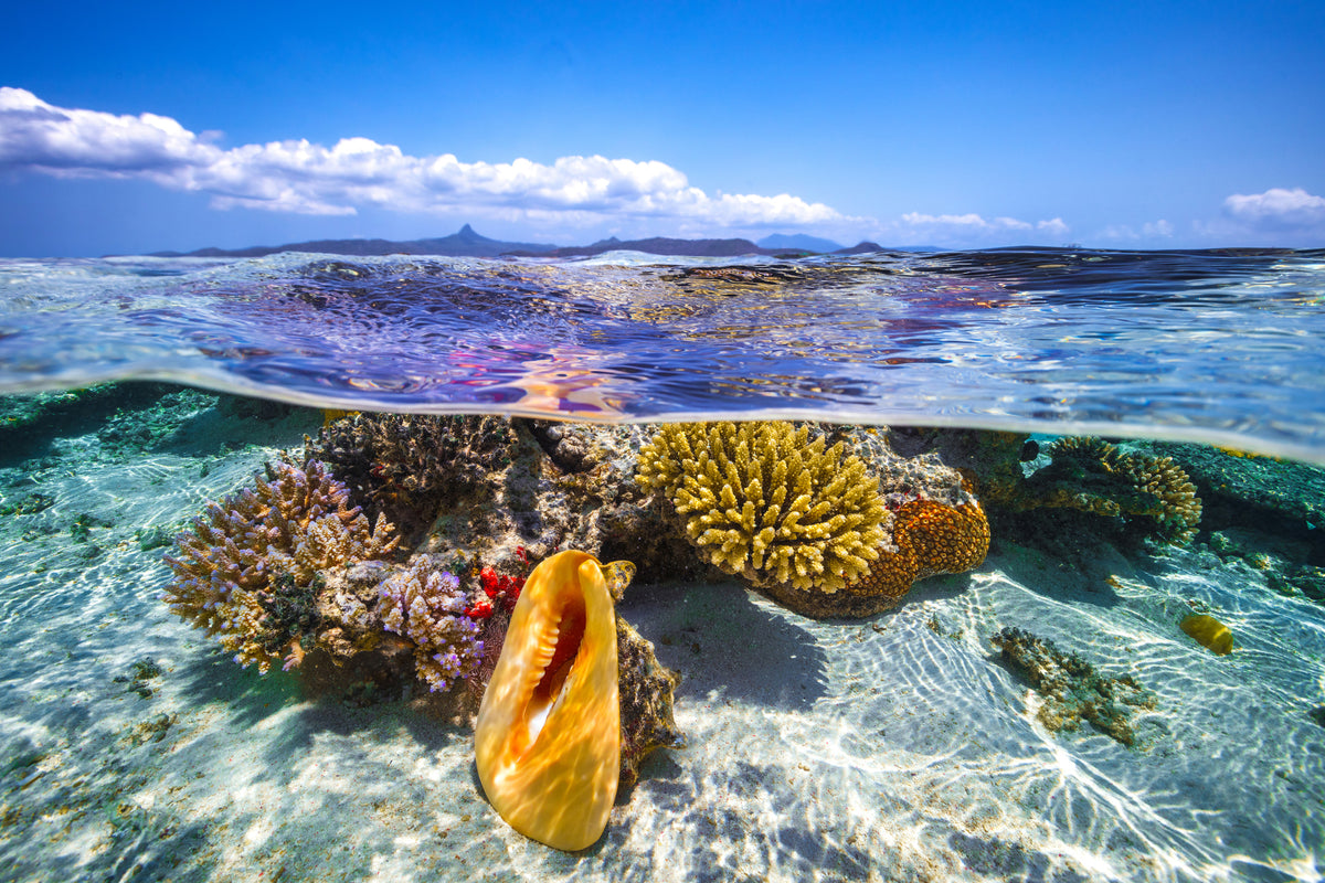 aluminium-print-lagoon-life