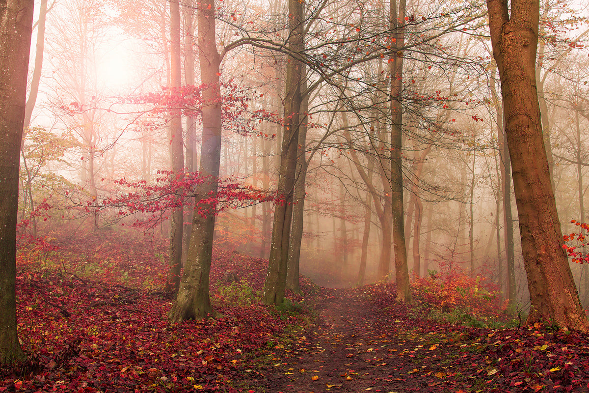 framedposter-print-forest-scene-x