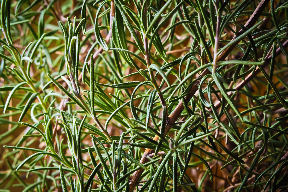 3-piece-canvas-print-rosemary-xxl