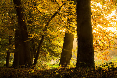 poster-print-autumn-leaves