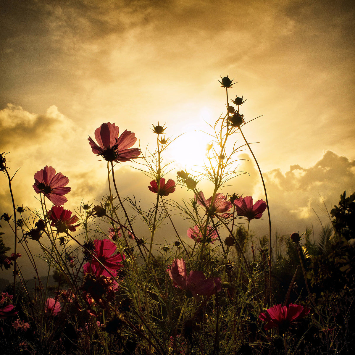 canvas-print-watching-the-sun-x