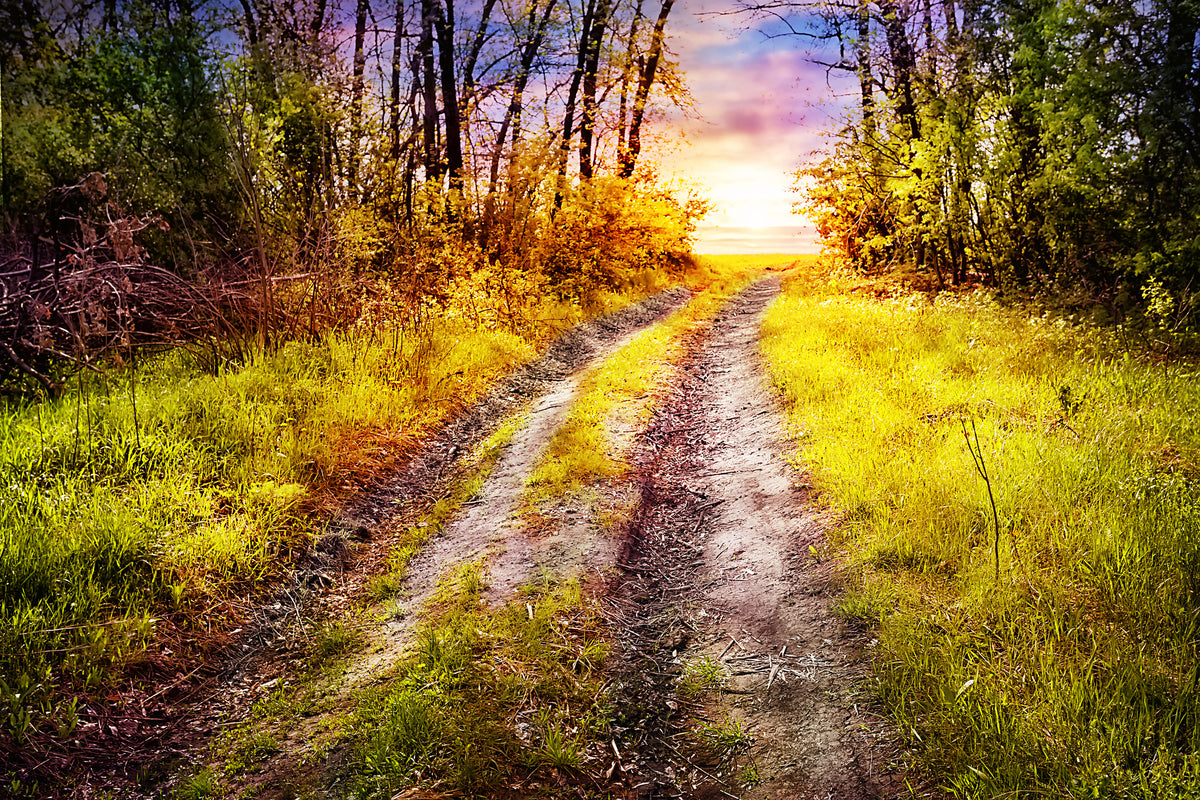 framedcanvas-print-the-forest-path