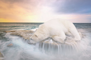 framedcanvas-print-the-polar-bear-and-the-sea