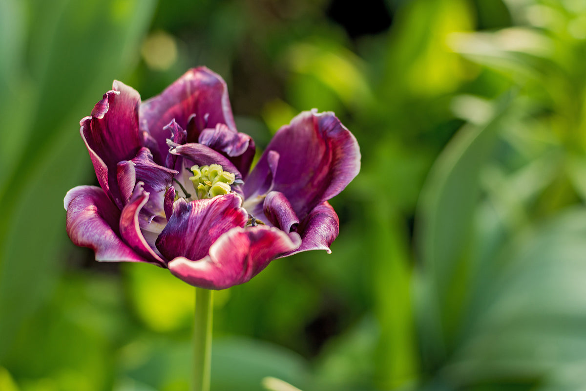3-piece-acrylic-print-dark-tulip-in-nature