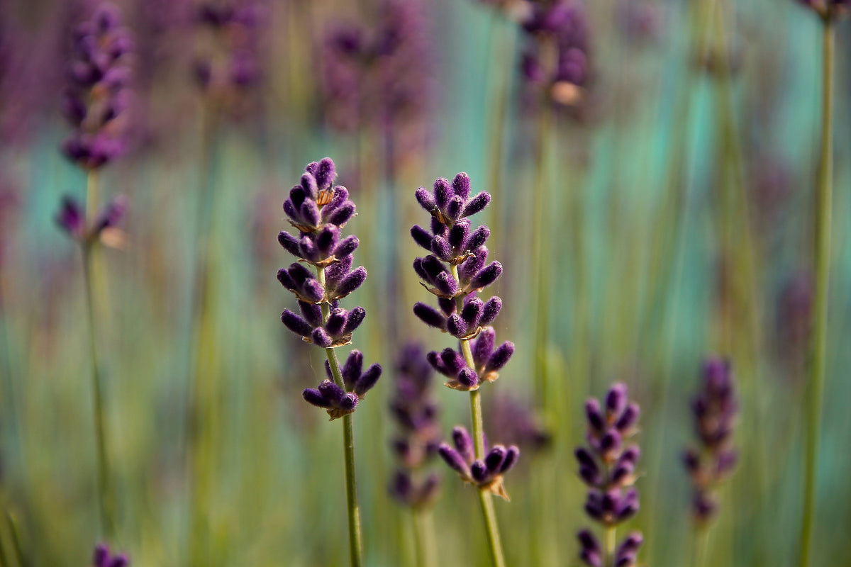 poster-print-lavender-in-xl