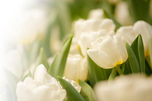 modern-3-piece-canvas-print-tulips-perspective