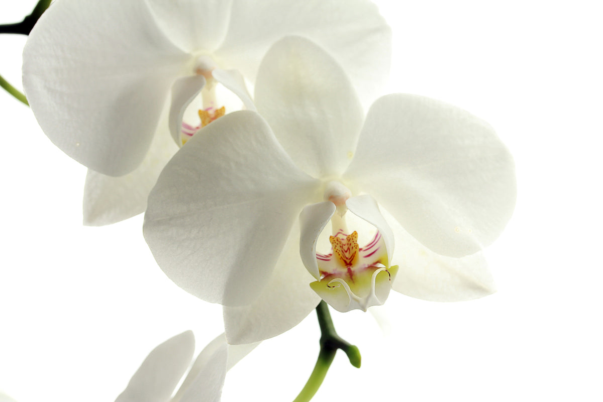 framedposter-print-orchids-bloom
