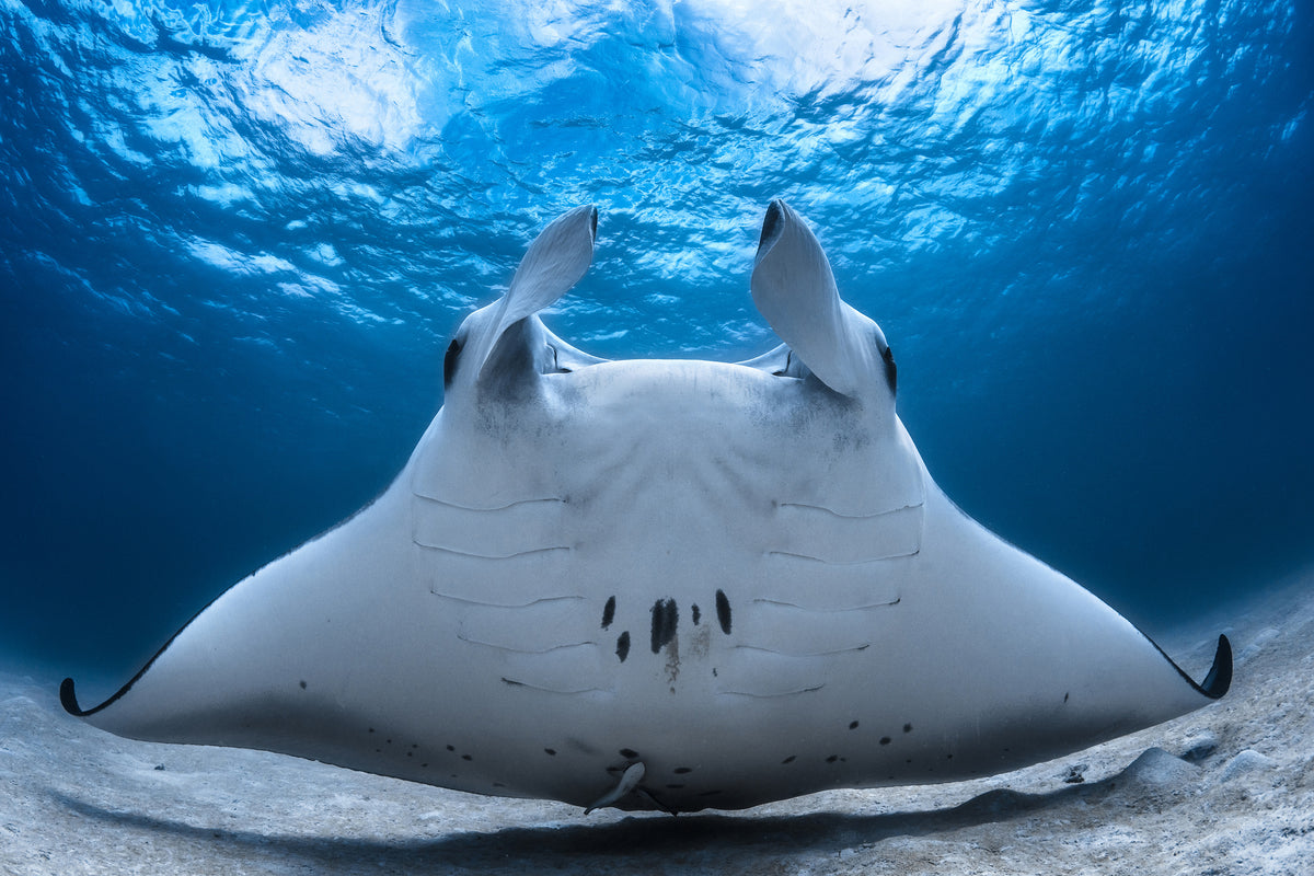 poster-print-take-off-manta-airline