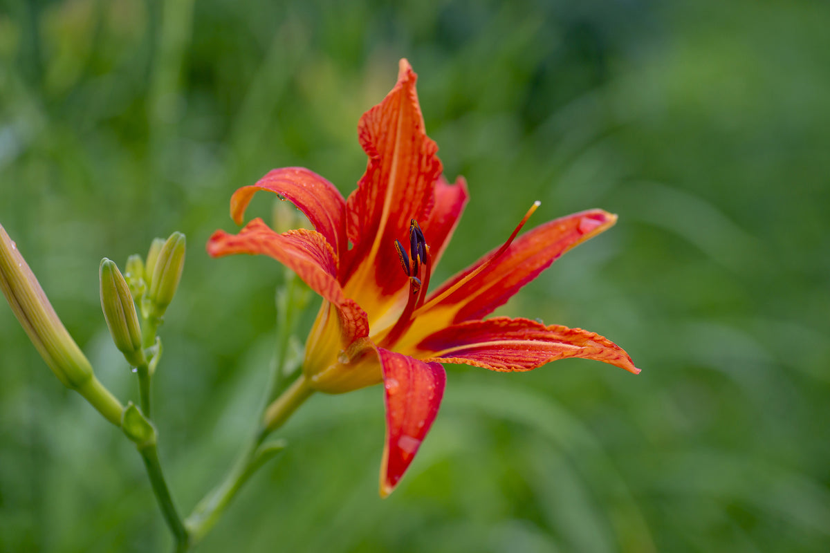 canvas-print-lily-blossom-in-the-nature