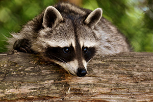 3-piece-acrylic-print-the-cute-raccoon