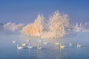 aluminium-print-swan-lake-xge