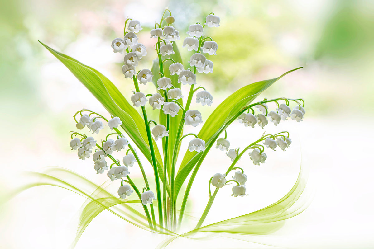 aluminium-print-lily-of-the-valley-ii