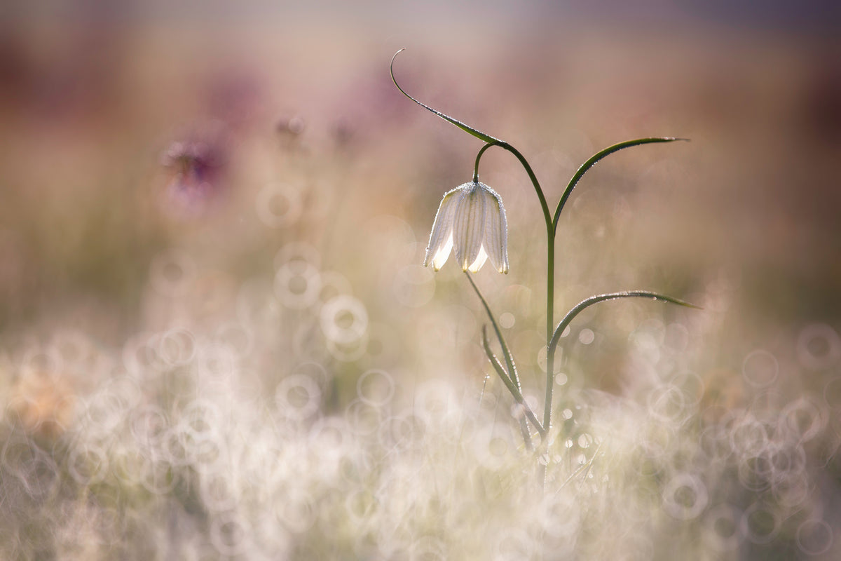aluminium-print-albino-x
