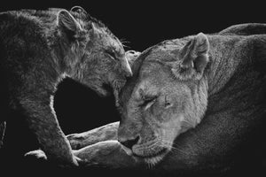 acrylic-print-lion-family-x