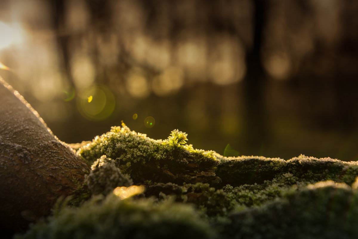 framedposter-print-the-moss