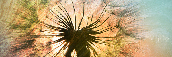 panoramic-poster-print-xxl-dandelion-panorama