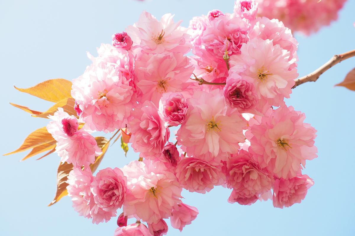 acrylic-print-the-cherry-blossoms