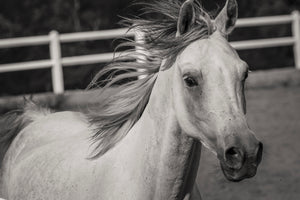 poster-print-there-is-a-horse