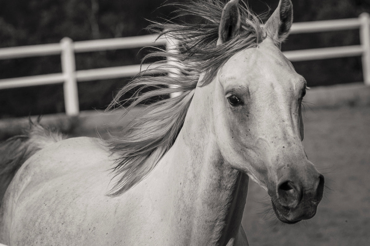 poster-print-there-is-a-horse
