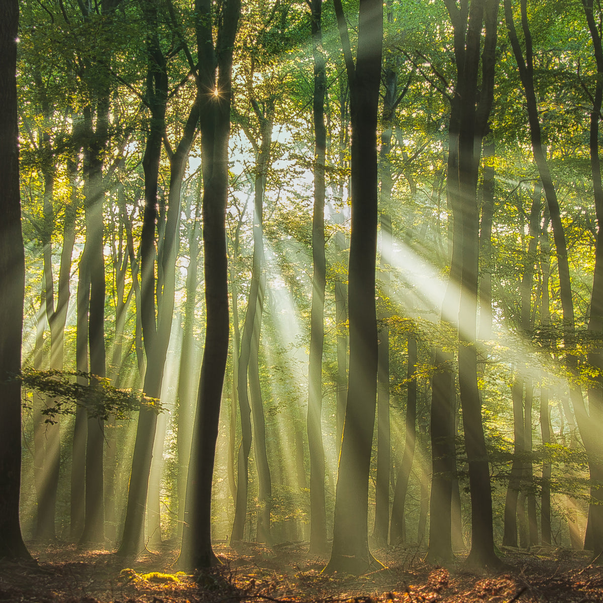 9-piece-canvas-print-sunny-start-to-the-day