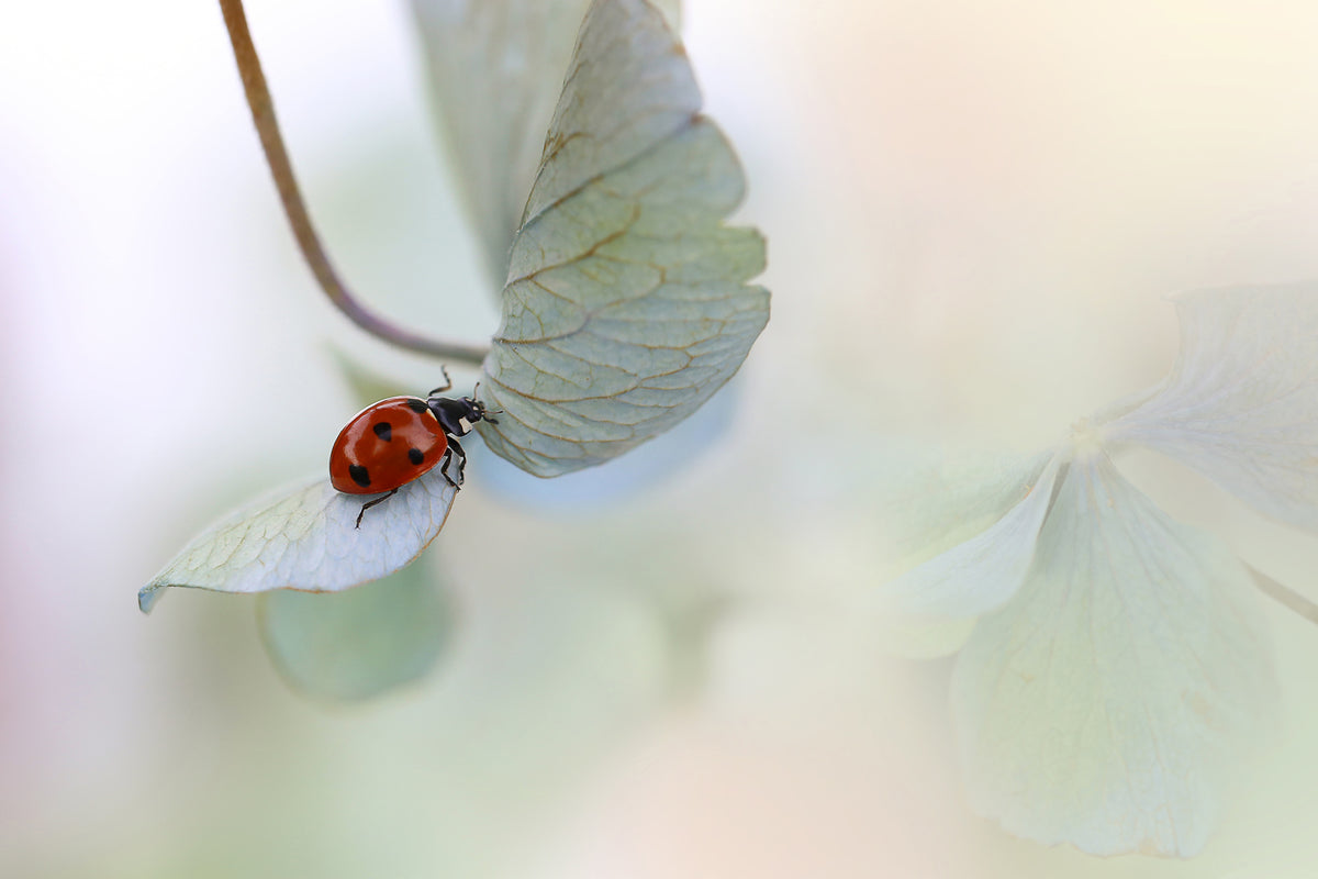 poster-print-ladybird-on-bluegreen-hydrangea-x