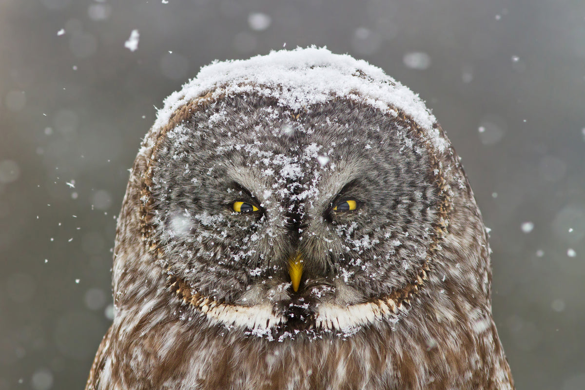 canvas-print-great-grey-owl-winter-portrait