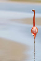 acrylic-print-red-flamingo