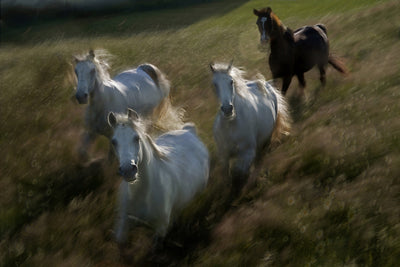 poster-print-gallop-in-x