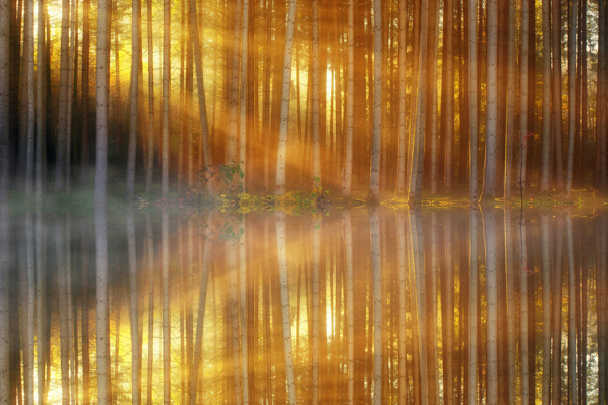 3-piece-aluminium-print-romantic-mood-in-the-forest