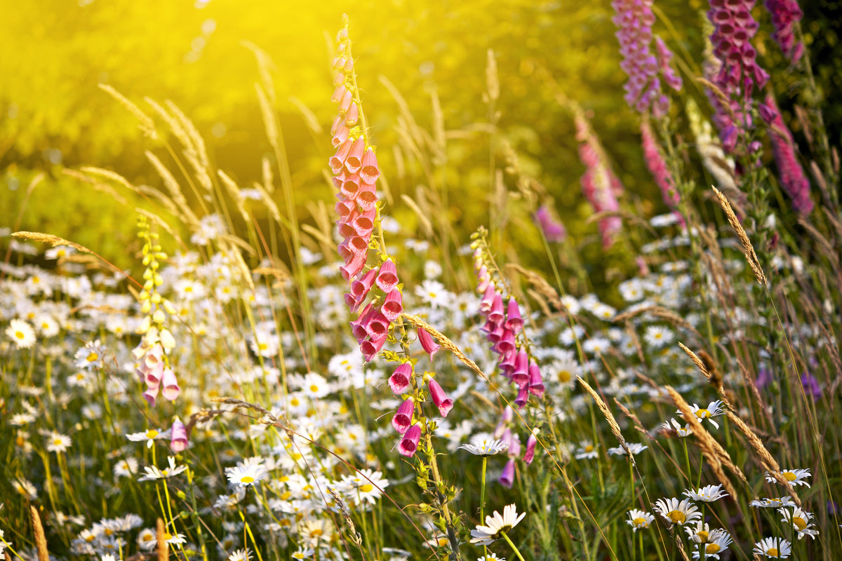 3-piece-acrylic-print-summer-flower-meadow