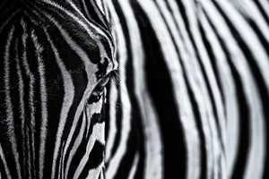 acrylic-print-the-look-of-nature-x