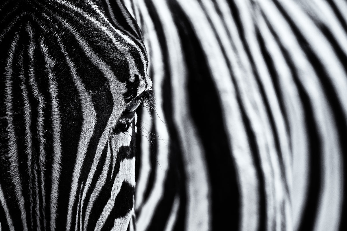 acrylic-print-the-look-of-nature-x