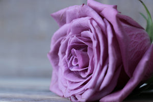 framedcanvas-print-rose-in-purple-xxl