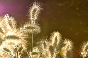 3-piece-aluminium-print-the-ornamental-grass