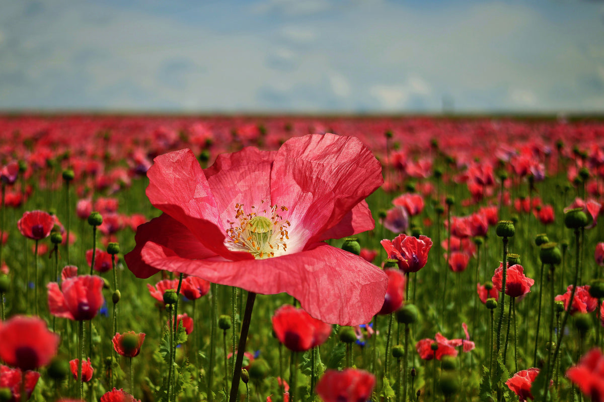 framedcanvas-print-the-lush-poppy-field