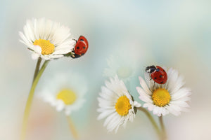 poster-print-springtime-xtp