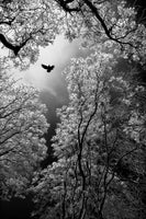 framedposter-print-flight-x