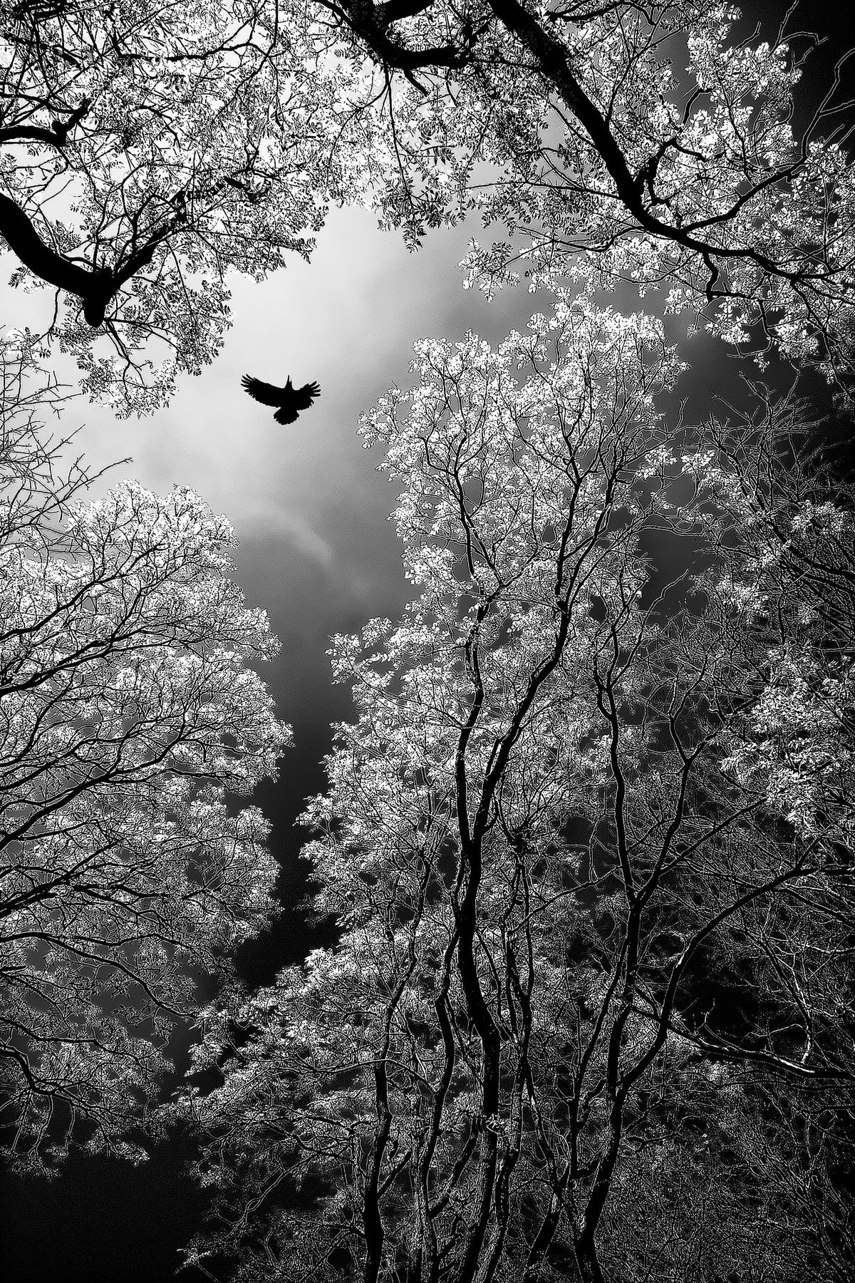 framedposter-print-flight-x