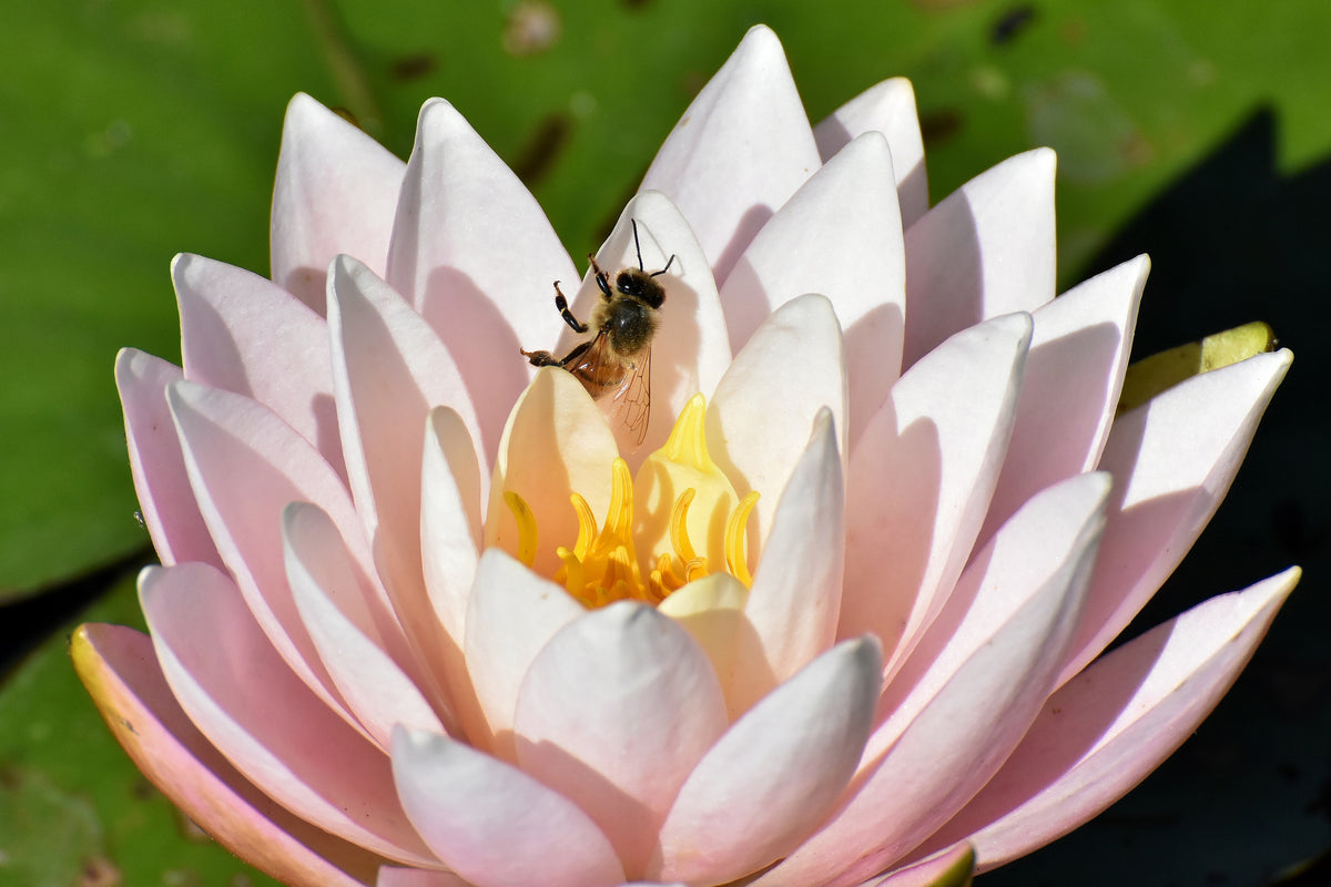 aluminium-print-the-bee-on-the-water-lily