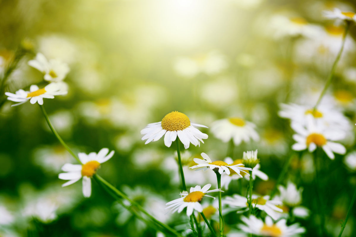 aluminium-print-the-daisy